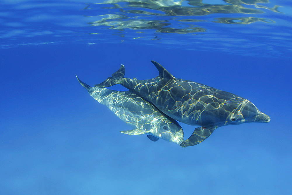 A mother and juvenile Atlantic Bottlenose Dolphin (Tursiops truncatus), in the Bahama Banks, Bahamas, Central America