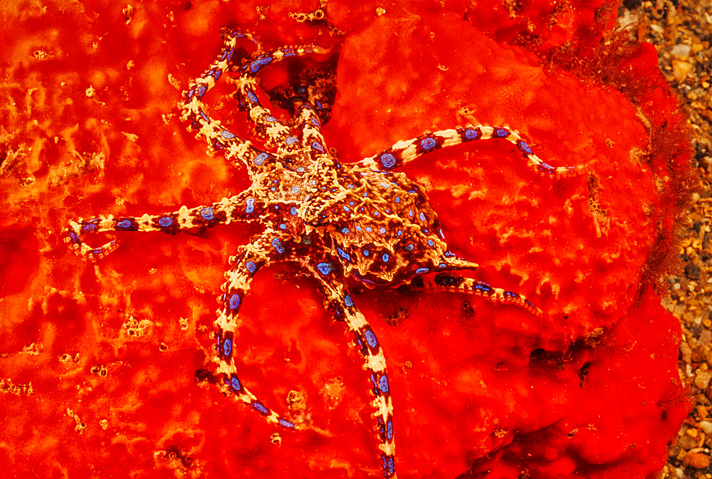 The Southern Blue Ring Octopus (Hapalochlaena maculosa), South Australia, Australia, Pacific