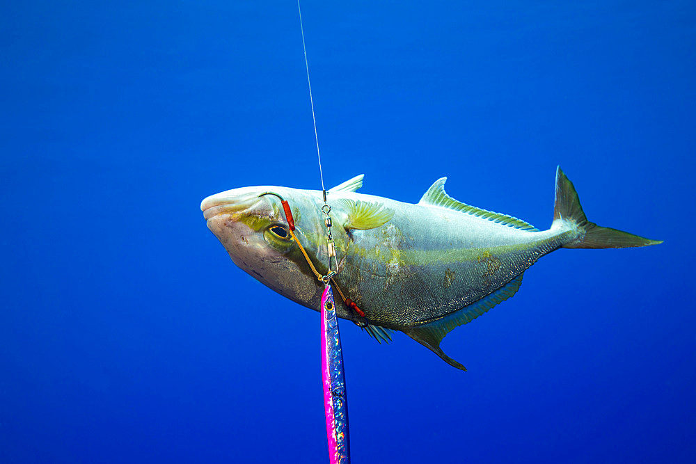 Amberjack (Seriola rivoliana) caught by a fisherman off the island of Yap, Micronesia, Pacific