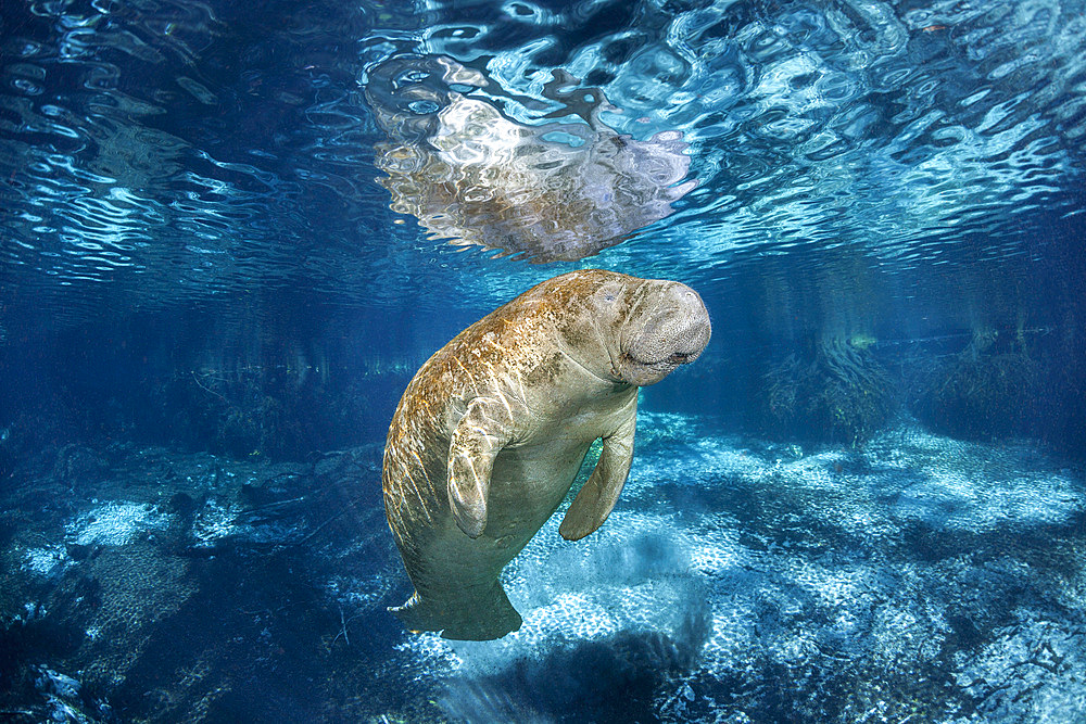 Endangered Florida manatee (Trichechus manatus latirostris), at Three Sisters Spring in Crystal River, Florida, United States of America, North America