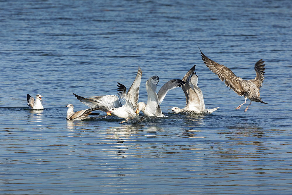 Several species of seagull fight over a pastry in the Raritan Bay in New Jersey. One had just dropped the food into the water before the chaos ensued.