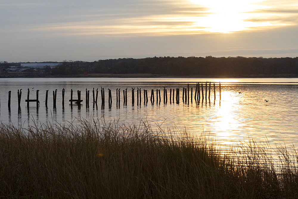 Double-crested Cormorants, among other species of birds, perch on old pilings in the Arthur Kill. Photograph captured shortly after sunrise.