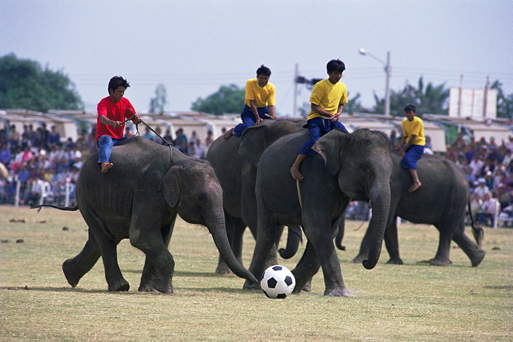 Elephants playing football, Elephant Round-up festival, Surin City, Thailand, Southeast Asia