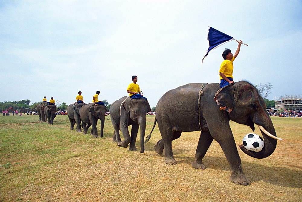 Line of elephants in a soccer team during the November Elephant Round-up Festival at Surin City, Thailand, Southeast Asia, Asia