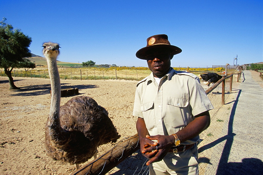 Ostrich Ranch, Tourist Farm, Africa