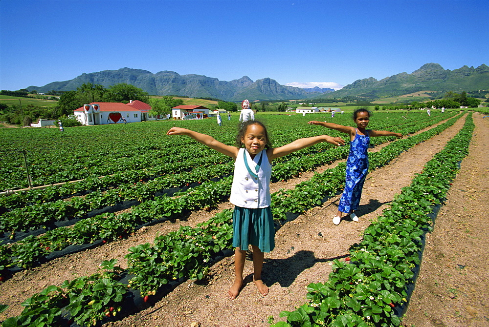 Strawberry field, South Africa, Africa