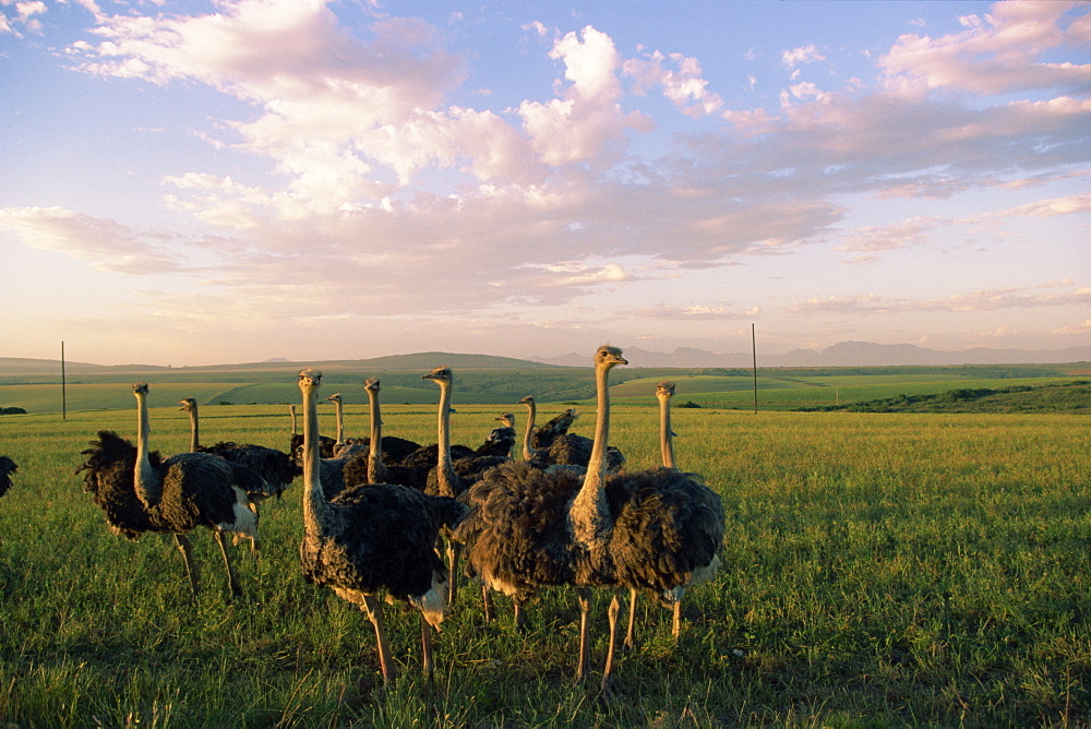 Ostrich farms, South Africa, Africa