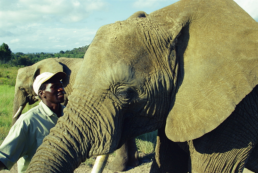 Elephants, Knysna Elephant Park, Knysna, South Africa, Africa