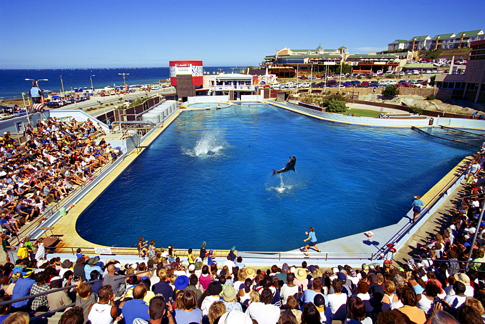 Dolphins show, Oceanarium, Port Elizabeth, South Africa, Africa