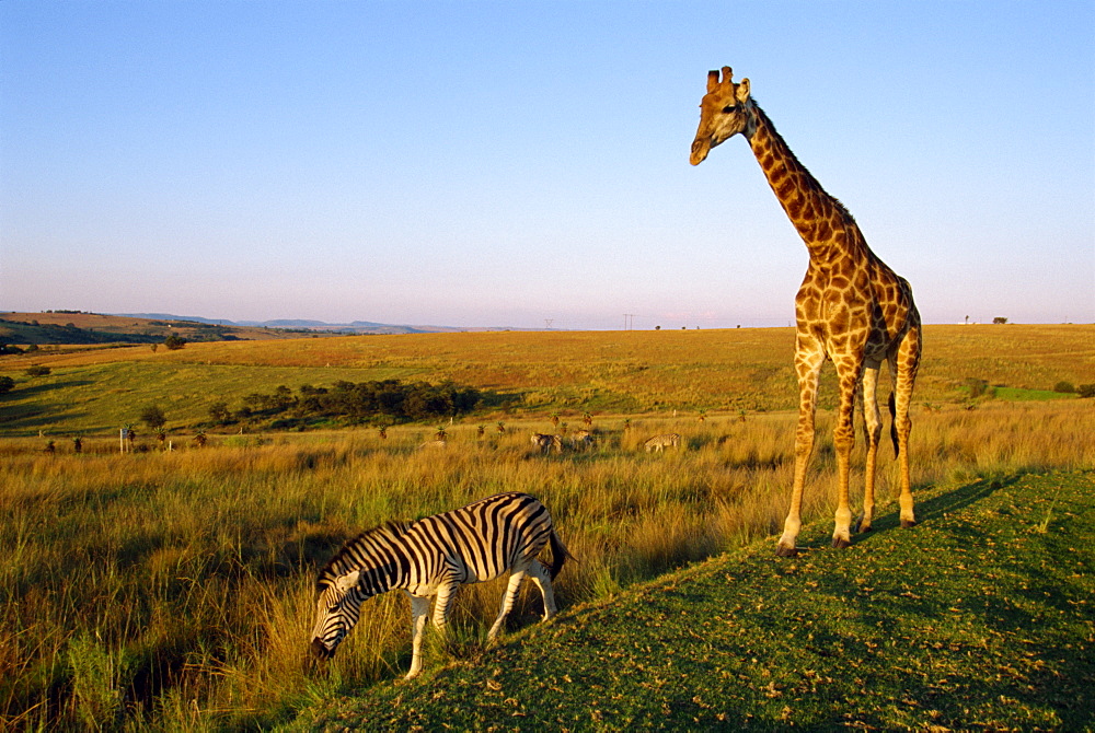 Giraffe and zebra, Kruger National Park, South Africa, Africa