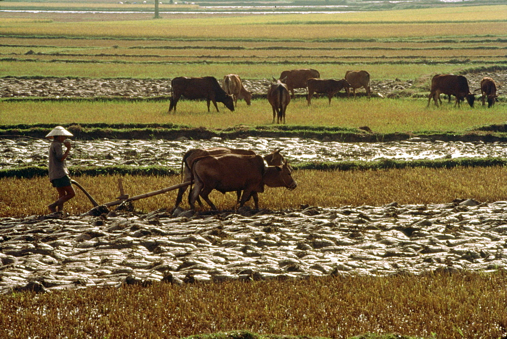 Farming scenery on Highway One to Nha Trang, Vietnam, Indochina, Southeast Asia, Asia