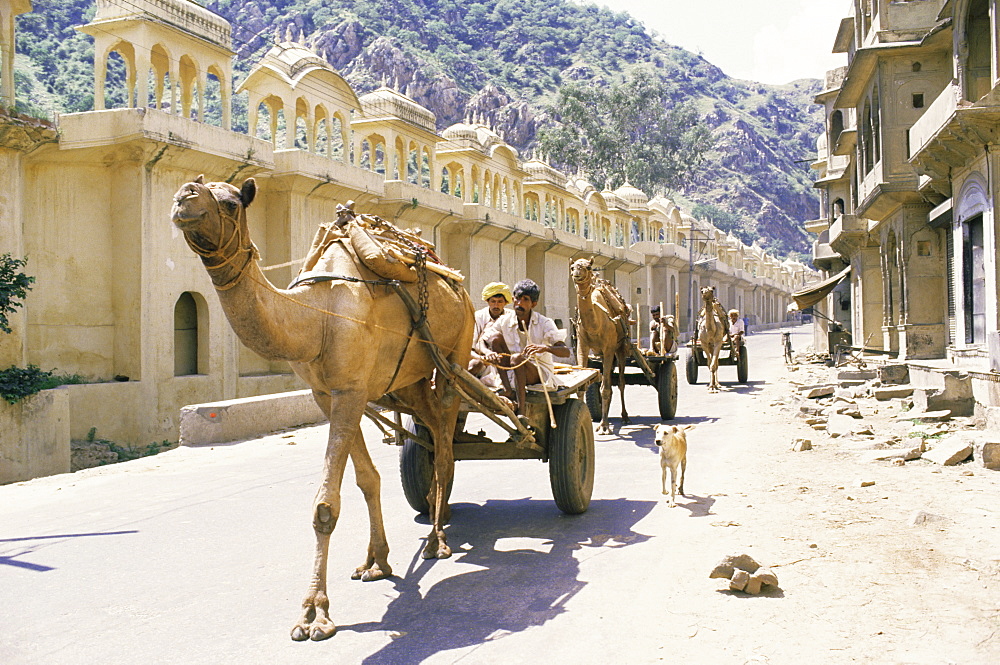 Street scene with camel cart, Jaipur, Rajasthan state, India, Asia