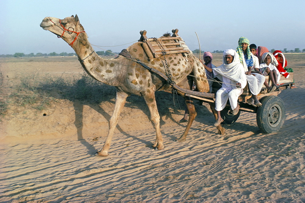 Riding in a camel cart, Jodhpur, Rajasthan state, India, Asia