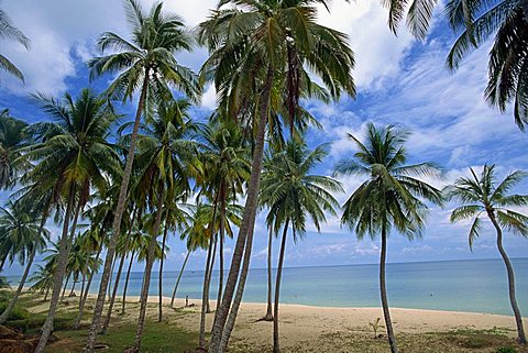 Palm trees and deserted beach on the south side of Phu Quoc island in south west Vietnam, Indochina, Southeast Asia, Asia