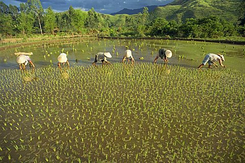 Women planting out rice in paddy fields near Lang Co in Vietnam, Indochina, Southeast Asia, Asia