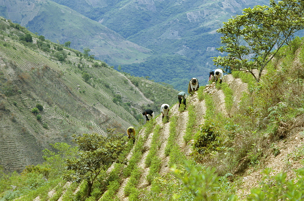 Harvesting coca leaves, South Yungus, Bolivia, South America