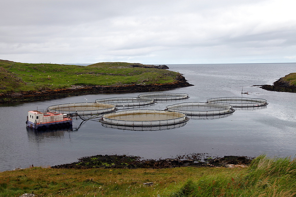 Salmon farm, Out Skerries, Shetland, Scotland, United Kingdom, Europe