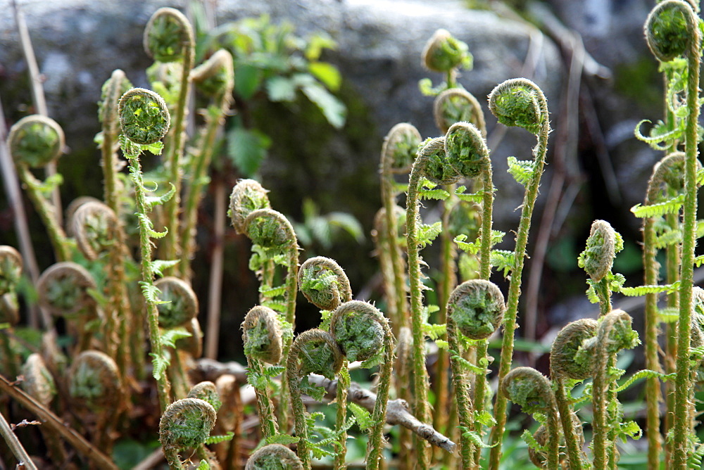 Young bracken shoots, Dartmoor National Park, Devon, England, United Kingdom, Europe