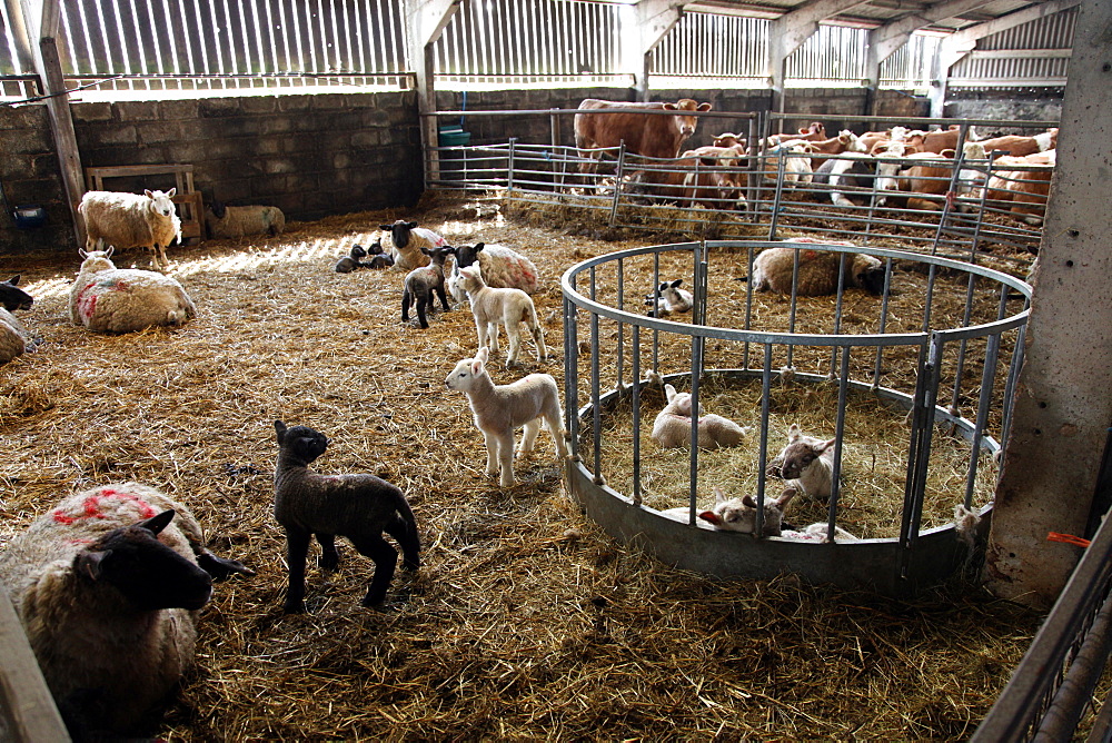 Lambs in lambing shed on a farm, Dartmoor National Park, Devon, England, United Kingdom, Europe