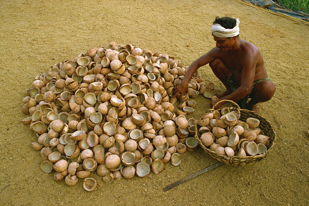 Man collecting coconut halves, southern India, India, Asia