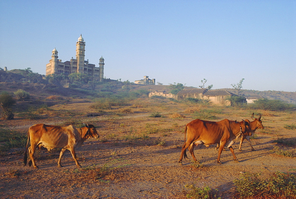 Cattle in front of the Wankaner Palace, Gujarat, India