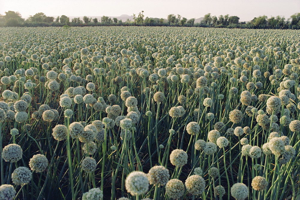 Onion fields in Gujarat State, India, Asia