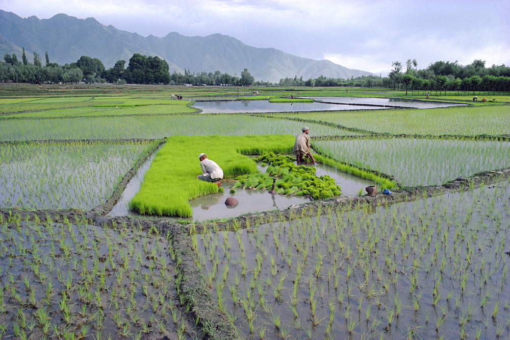 Paddy Fields, farmers planting rice, Kashmir, India