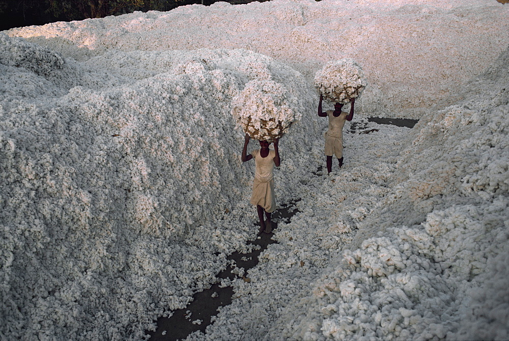 Cotton harvest, Gujarat state, India, Asia