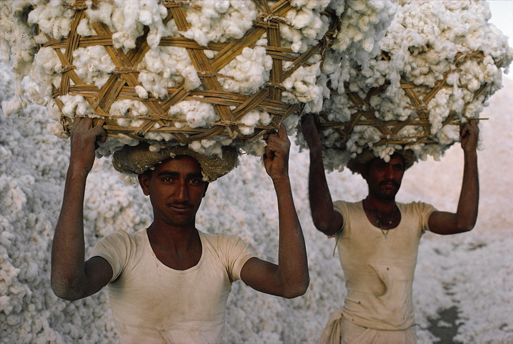 Cotton harvest, Gujarat state, India, Asia