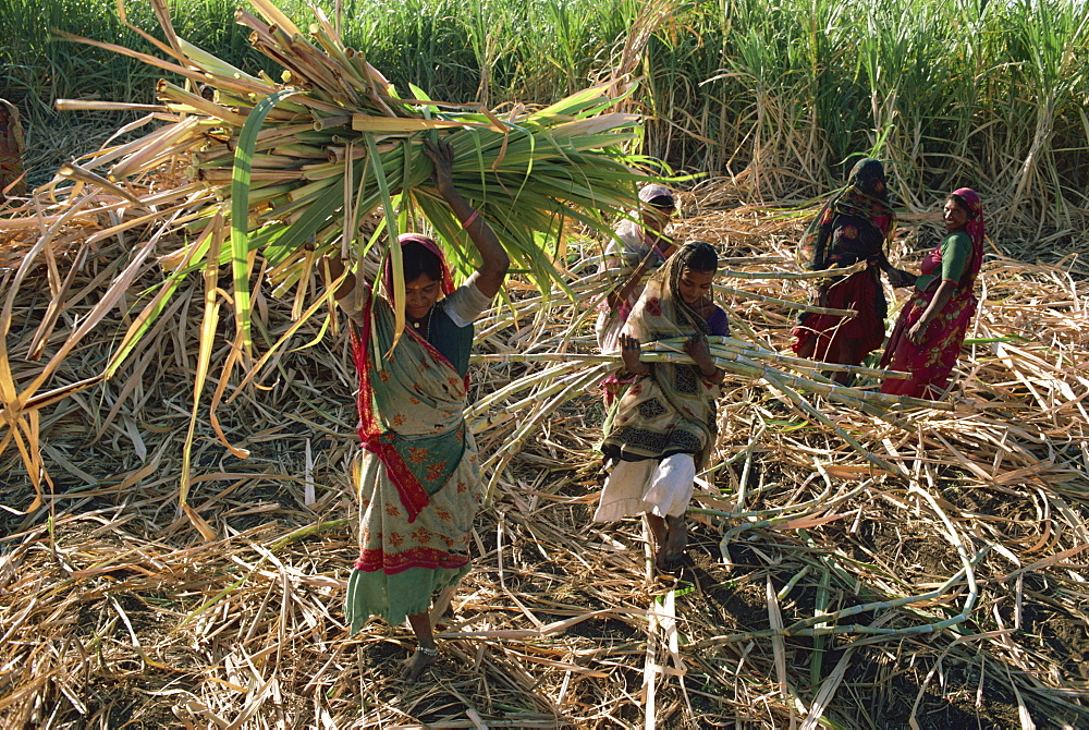 Sugar cane harvest, Gujarat state, India, Asia