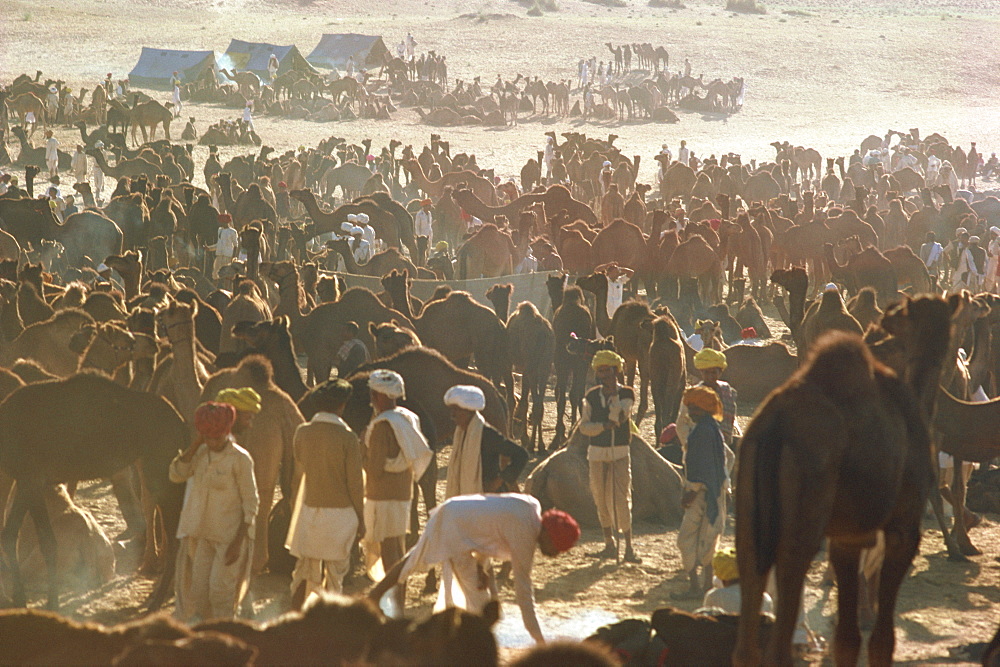 Camel Fair, Pushkar, Rajasthan state, India, Asia