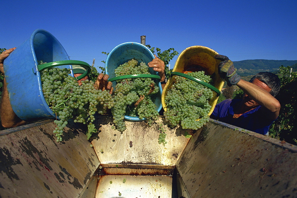 Picking grapes at Villa di Vetrice, Chianti Rufina, Tuscany, Italy, Europe