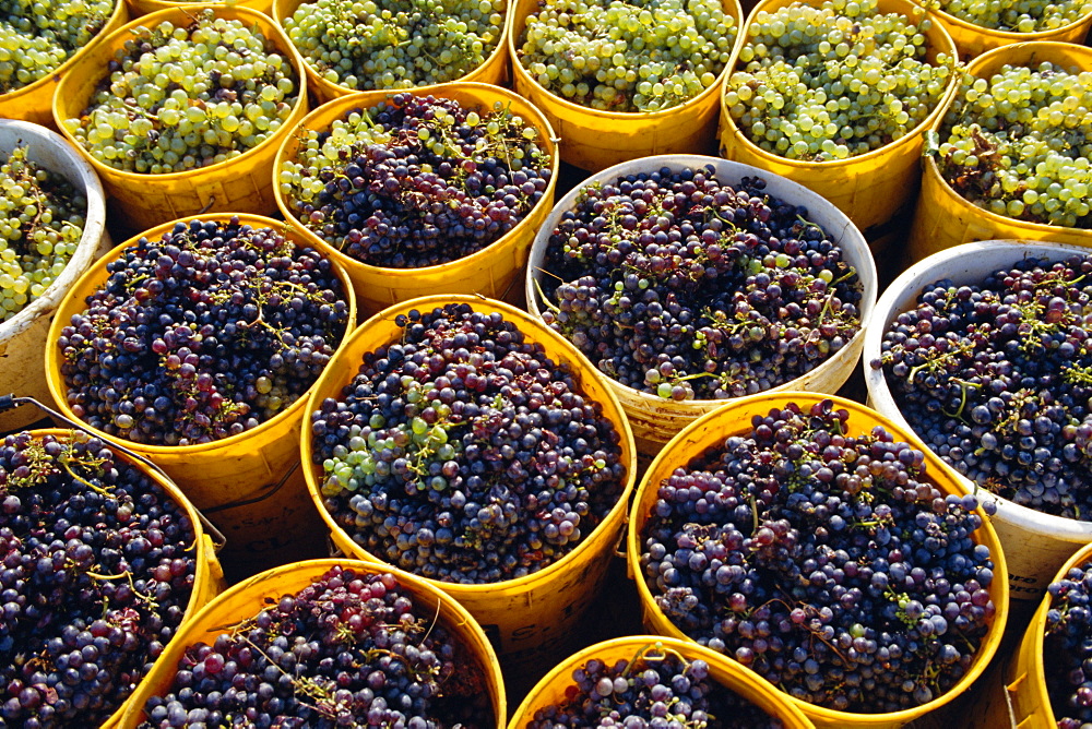 Picked grapes in a vineyard, Pisa, Tuscany, Italy, Europe