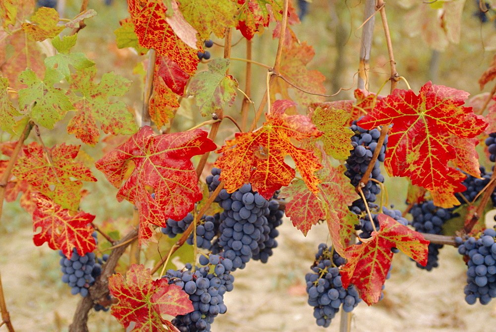 Autumn colours in a vineyard, Barbera grape variety, Barolo, Serralunga, Piemonte, Italy, Europe