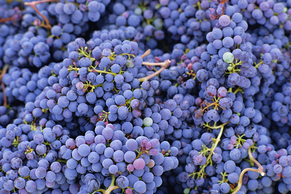 Close-up of Sangiovese grapes for Chianti, Greve, Chianti Classico, Tuscany, Italy, Europe