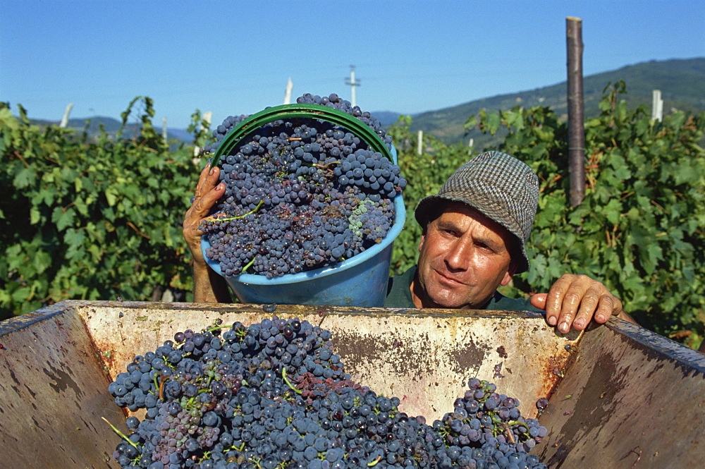 Gathering Sangiovese grapes at Grati, Villa di Vetrice, Rufina, Chianti Rufina, Tuscany, Italy, Europe