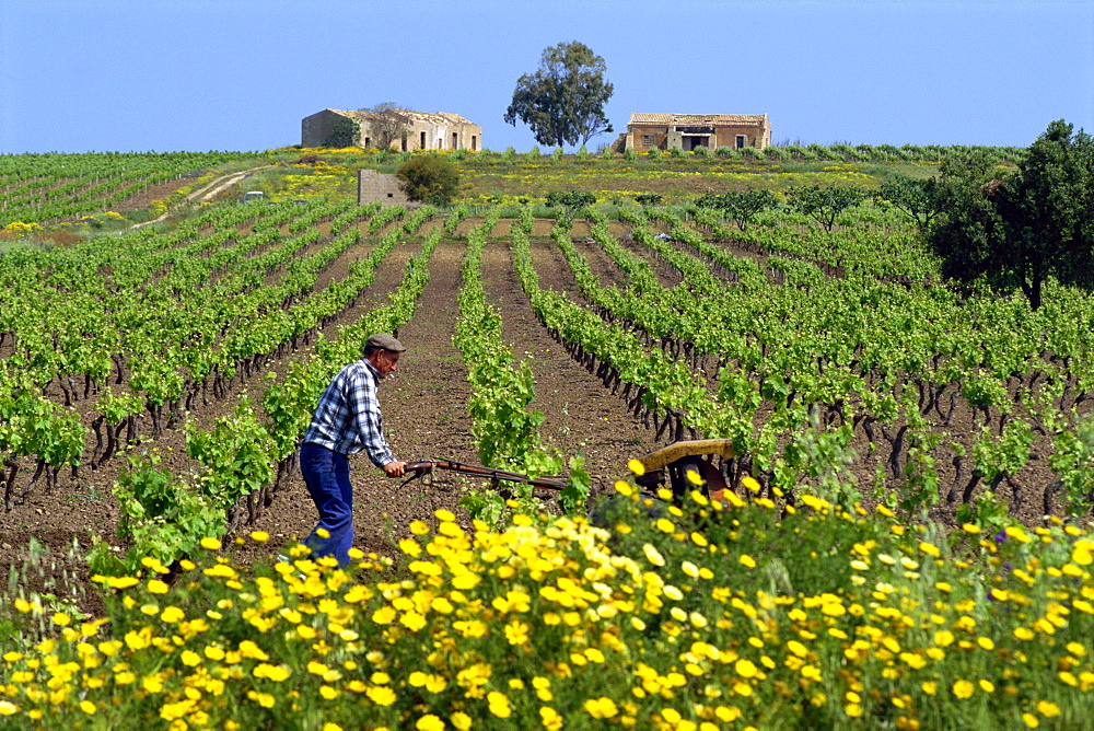 Man with machine cultivating the vines in spring in a vineyard near Marsala on the island of Sicily, Italy, Europe