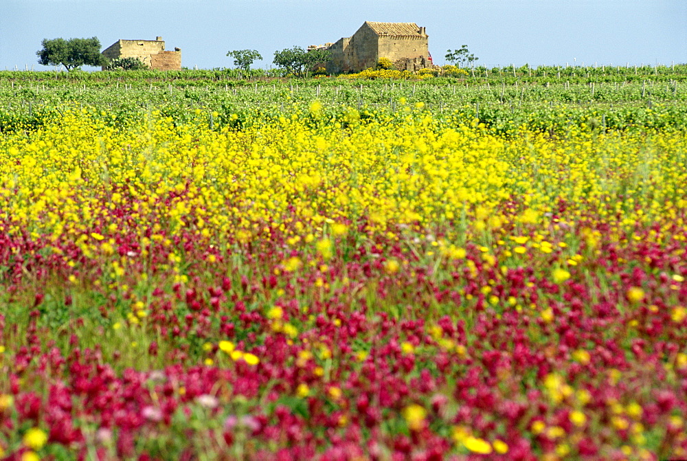 Wild flowers in the spring in the Marsala hills on the island of Sicily, Italy, Europe