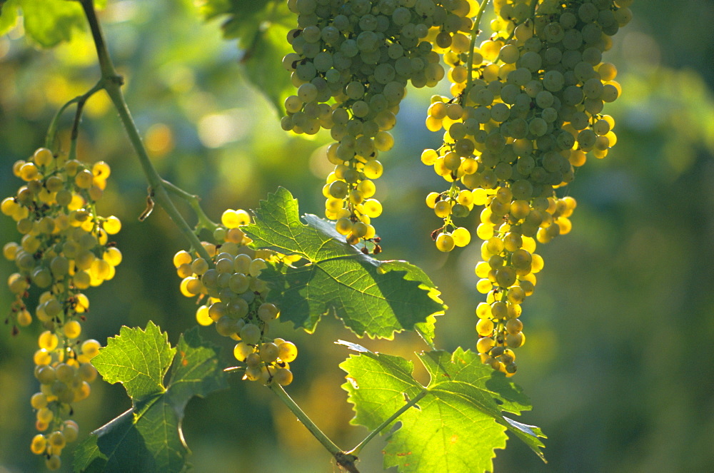 Garganega grapes, Soave, Veneto, Italy, Europe