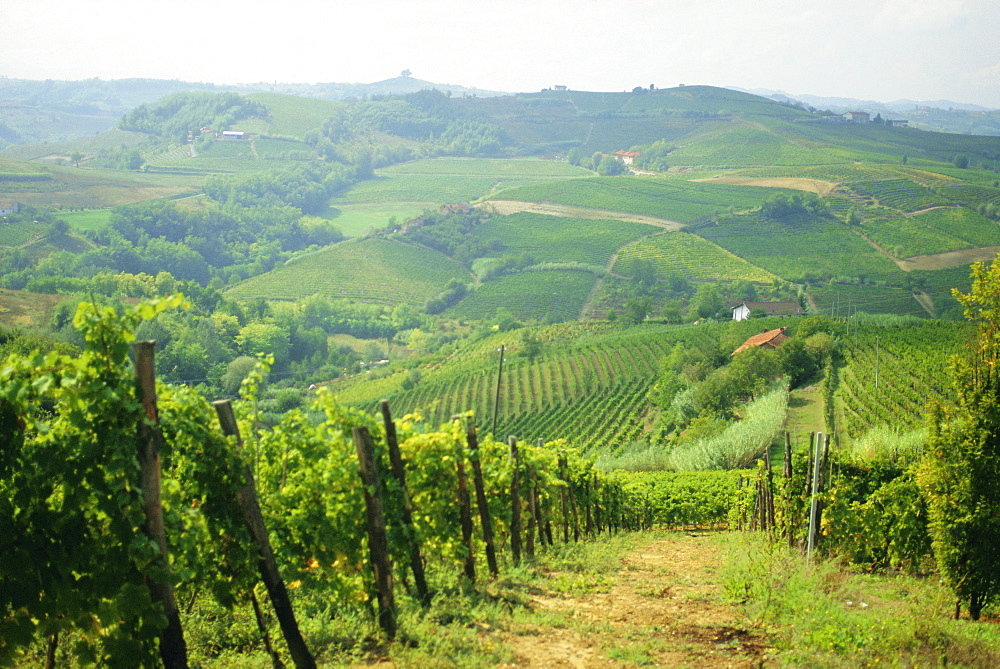 Typical landscape of vines in the Colli Piacentini, Piacenza, Emilia Romagna, Italy, Europe