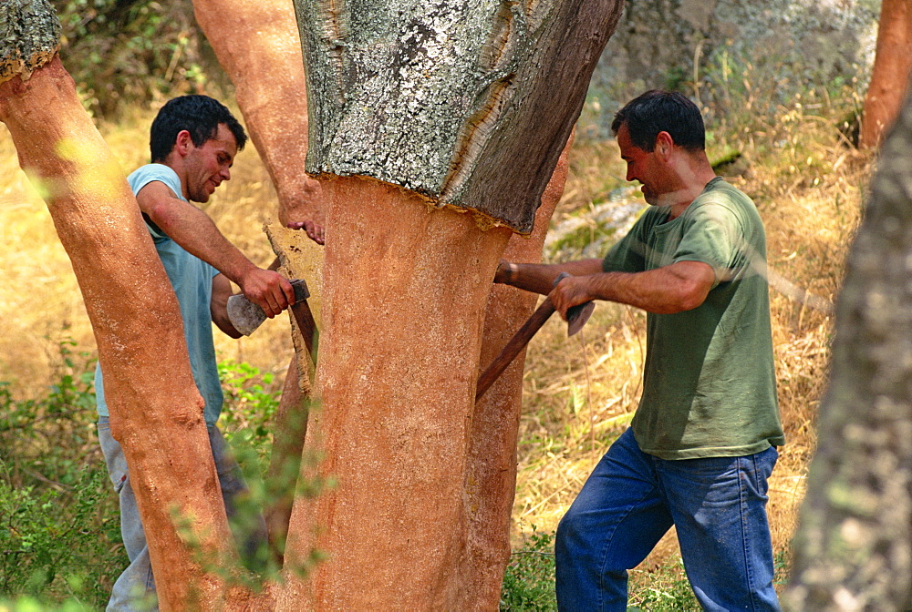 Two men cutting cork in the traditional way near Tempio Pausania, centre of the industry, on Sardinia, Italy, Europe