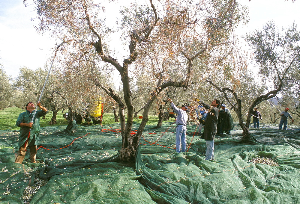 Vibrating the olives from the trees in the olive groves of Marina Colonna, San Martino, Molise, Italy, Europe