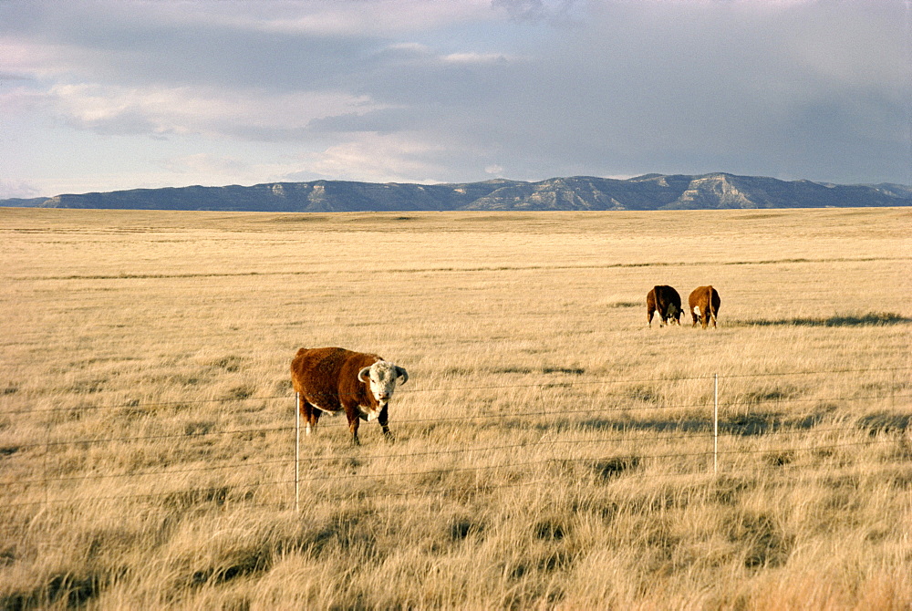 The Great Plains, New Mexico, United States of America (U.S.A.), North America