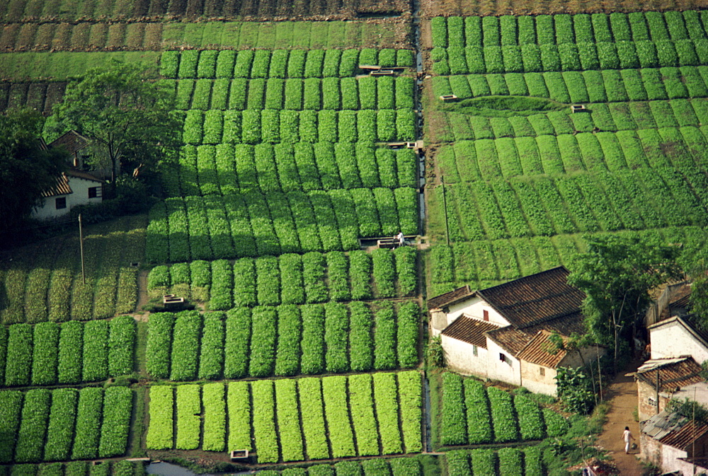 Aerial view of typical vegetable plots, irrigation and manure pits in Guangdong Province, China, Asia