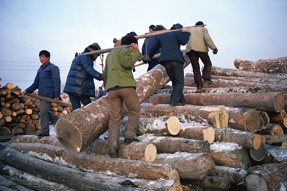 Logs being manhandled, Heilongjiang Province, north China, China, Asia