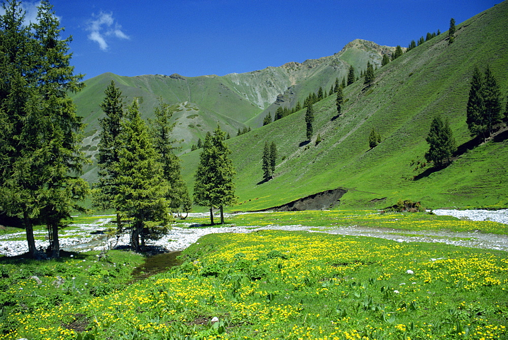 Wild flowers below the Tien Shan mountains in Xinjiang Province, China, Asia