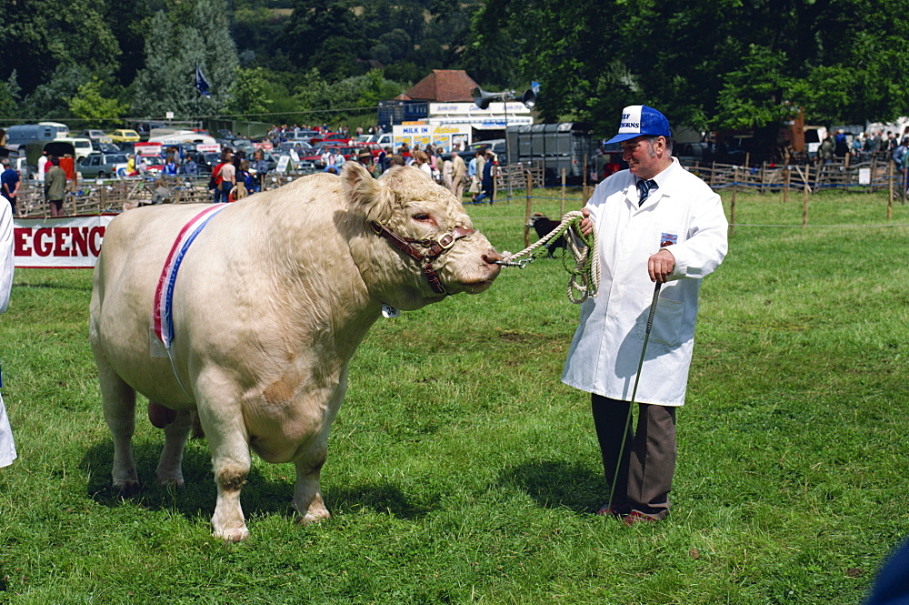 Man leading Beef Shorthorn rare breed bull at the Singleton Show, Singleton, Upper Hunter Valley, New South Wales, Australia, Pacific