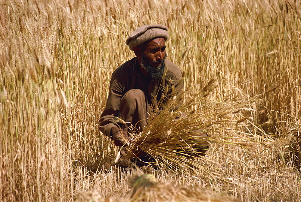 Cutting wheat with sickle and then stooking, Pakistan, Asia