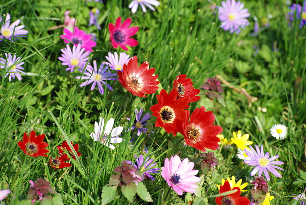 Anemones at Highdown, Sussex, England, United Kingdom, Europe