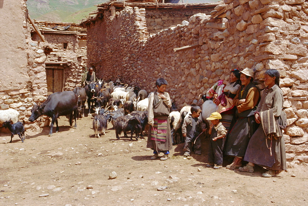 Village scene with Tibetans and their animals, Lahuto, Tibet, China, Asia